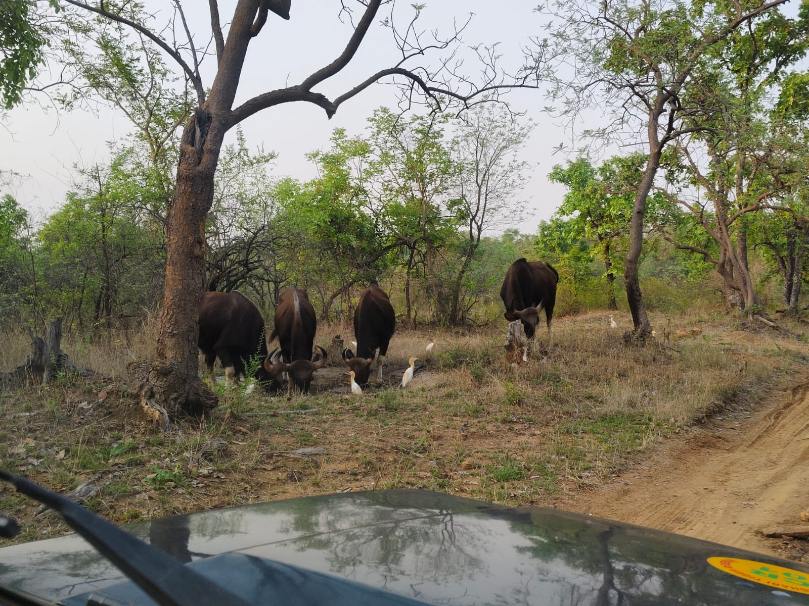 Kolara Gate premium safari zone in Tadoba — Telia Lake and luxury lodges