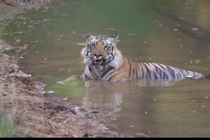 Golden hour wildlife photography opportunity in Tadoba forest during winter