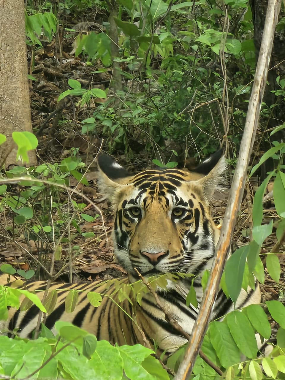 Tiger resting in green bush face close-up Tadoba