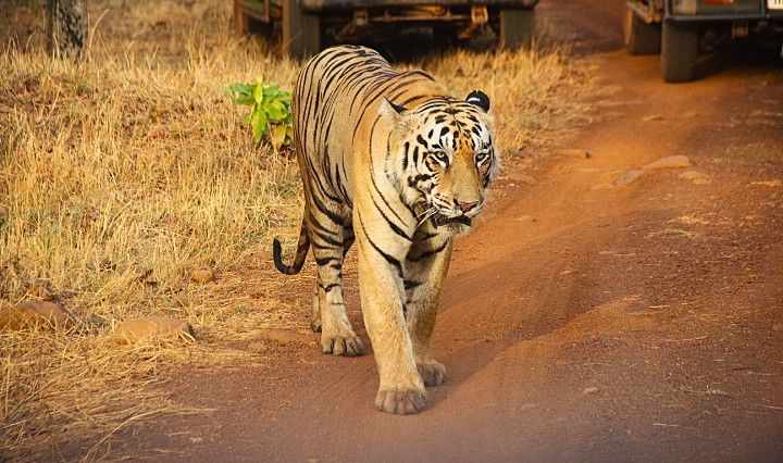 Tiger Sightings